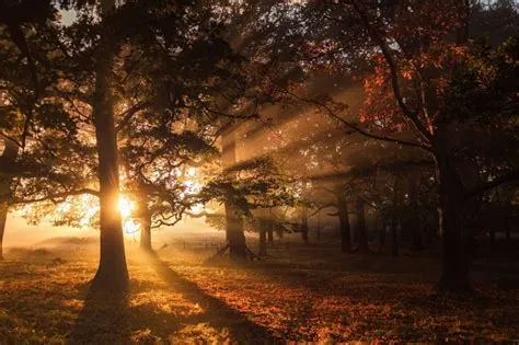  El Bosque Profundo - Un Sueño melancólico bañado en la Luz del Amanecer